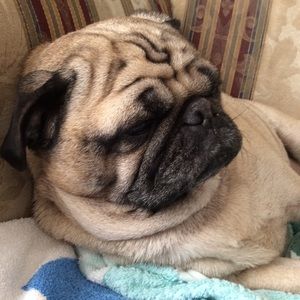 Meet your Posher, Peggy